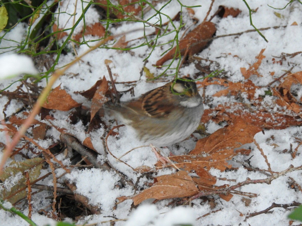 White-throated Sparrow - ML42887861