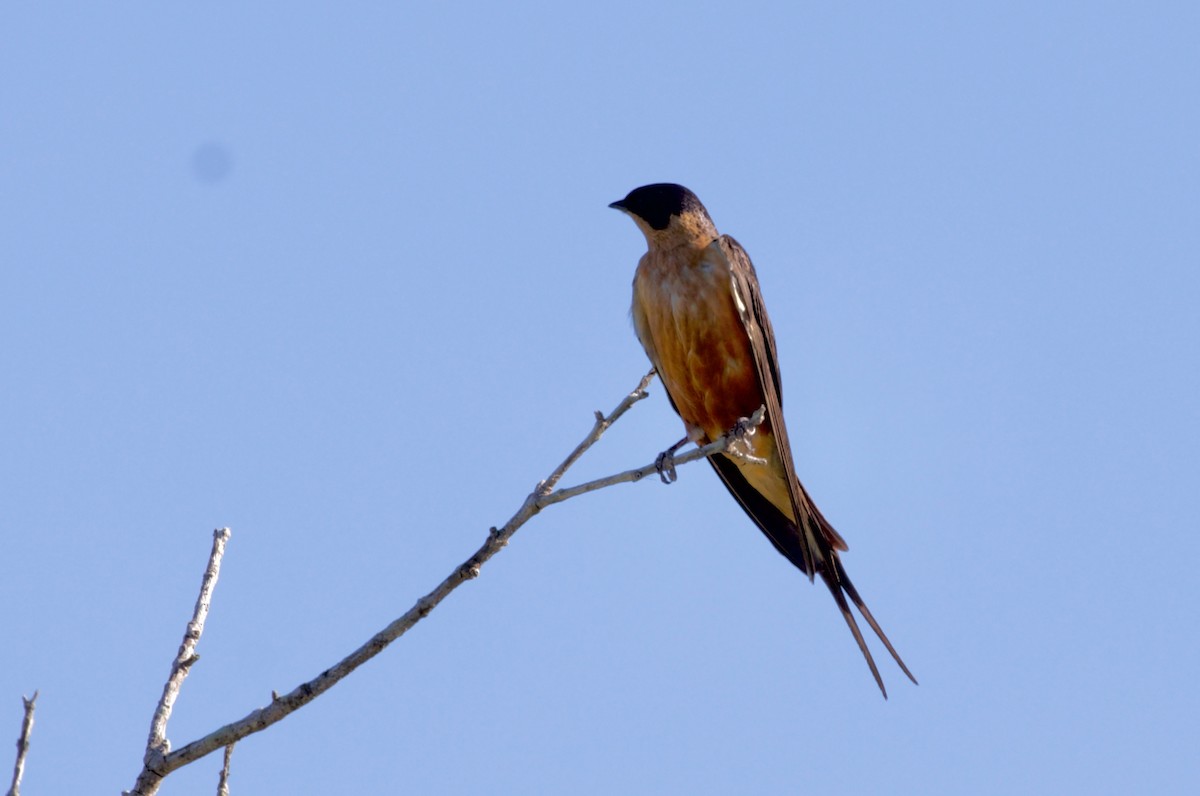 Rufous-chested Swallow - ML428878751