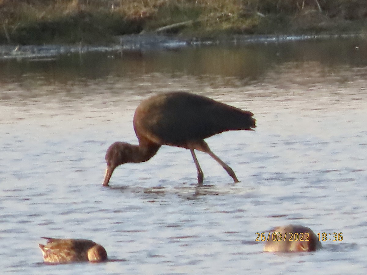 Glossy Ibis - Peter Carr