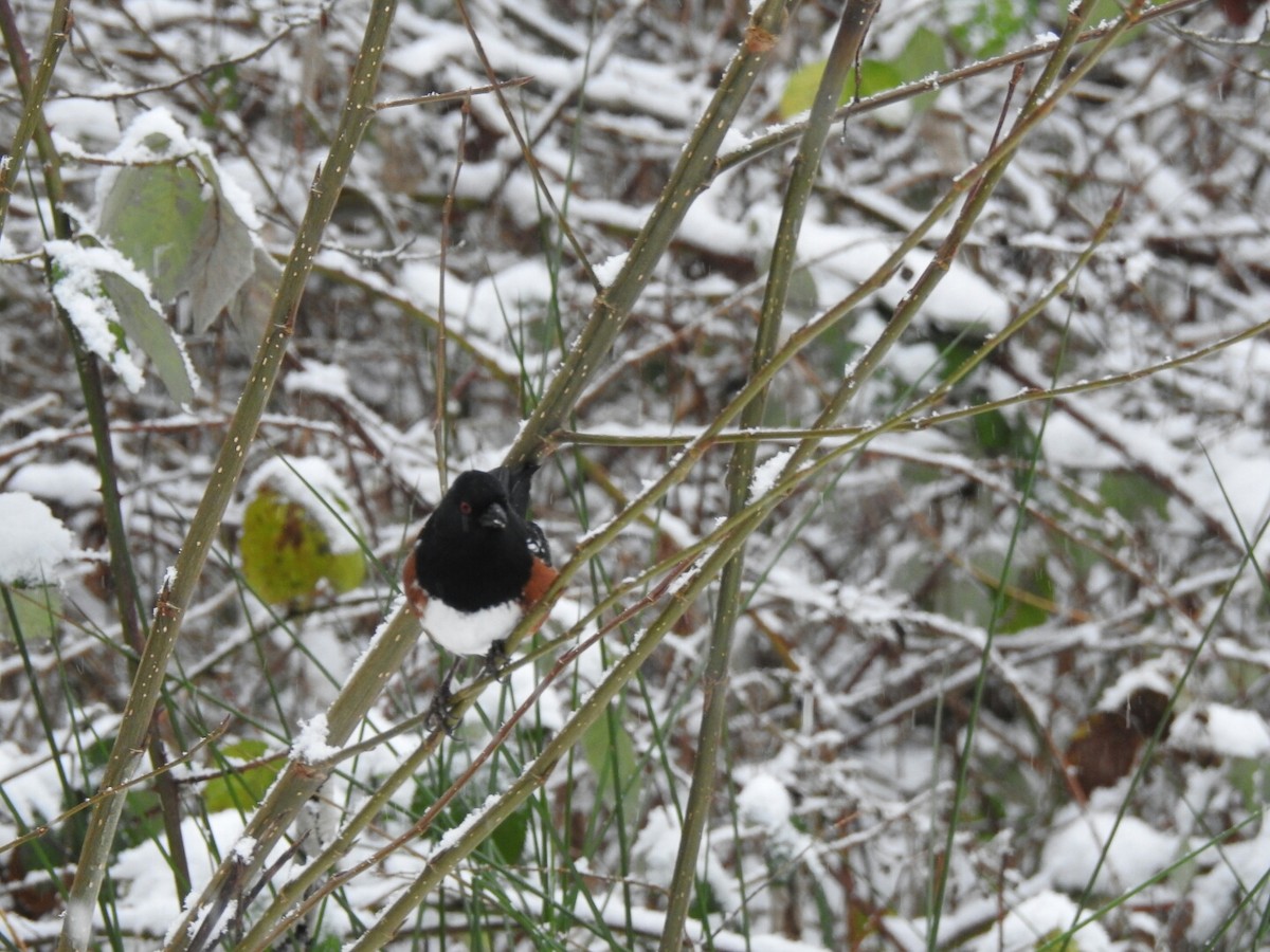 Spotted Towhee - ML42888151