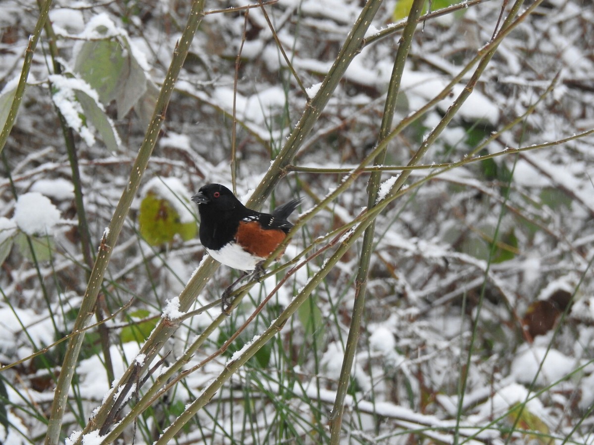 Spotted Towhee - ML42888231