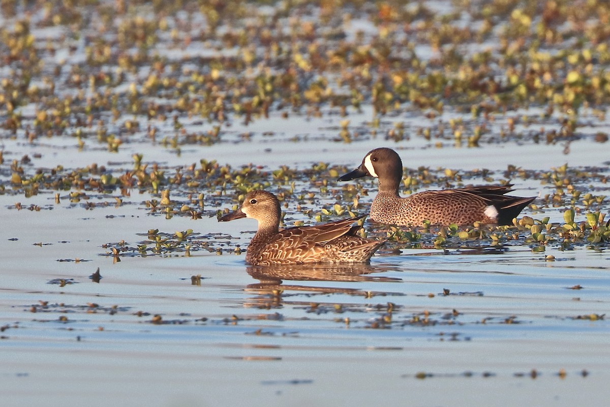 Blue-winged Teal - ML428885631