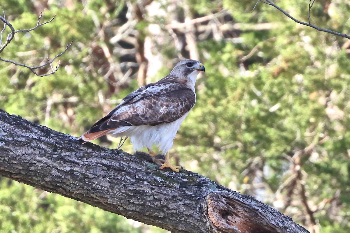 Red-tailed Hawk - ML428886911