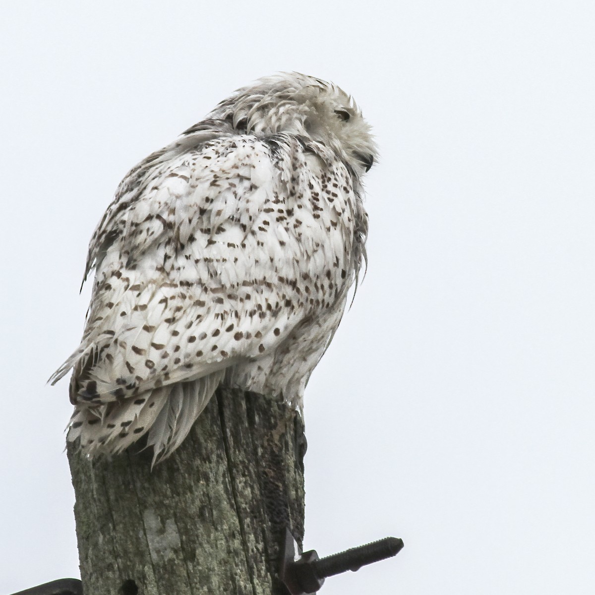 Snowy Owl - ML428890251