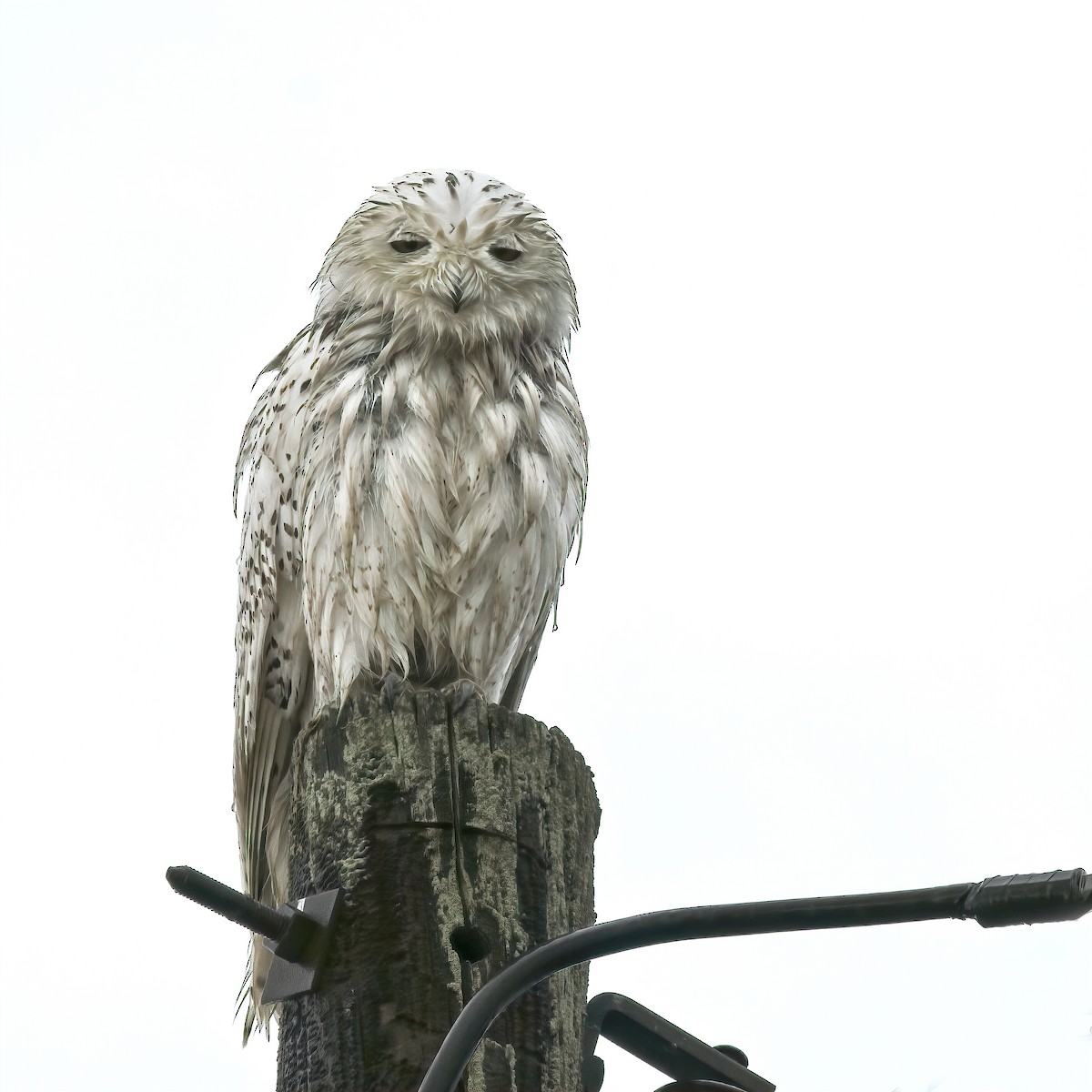 Snowy Owl - ML428890361