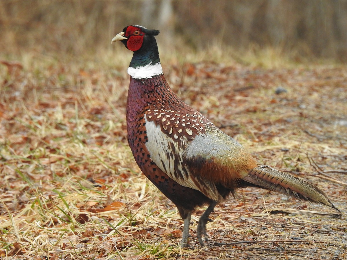 Ring-necked Pheasant - ML428895281