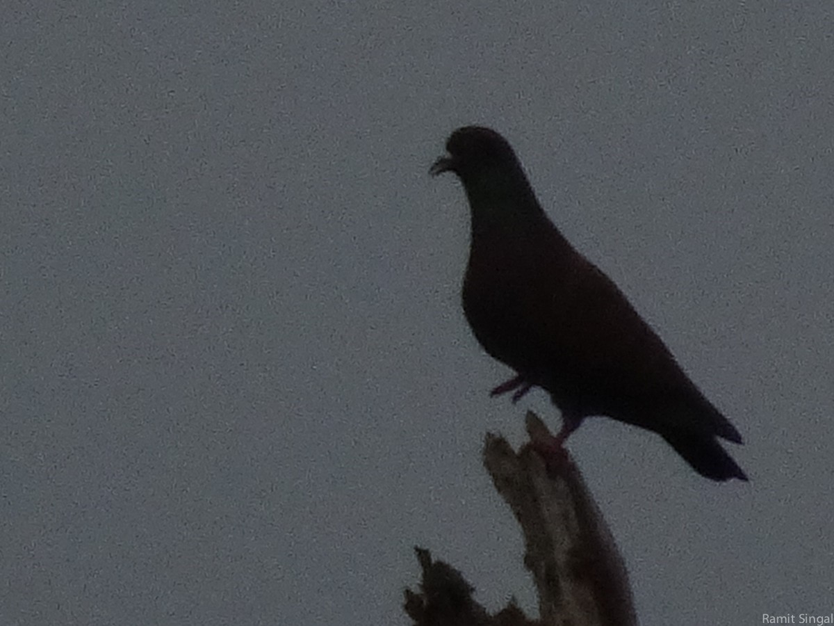 Rock Pigeon (Feral Pigeon) - ML42889701