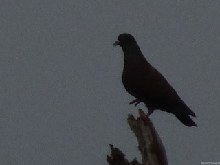 Rock Pigeon (Feral Pigeon), ML42889701