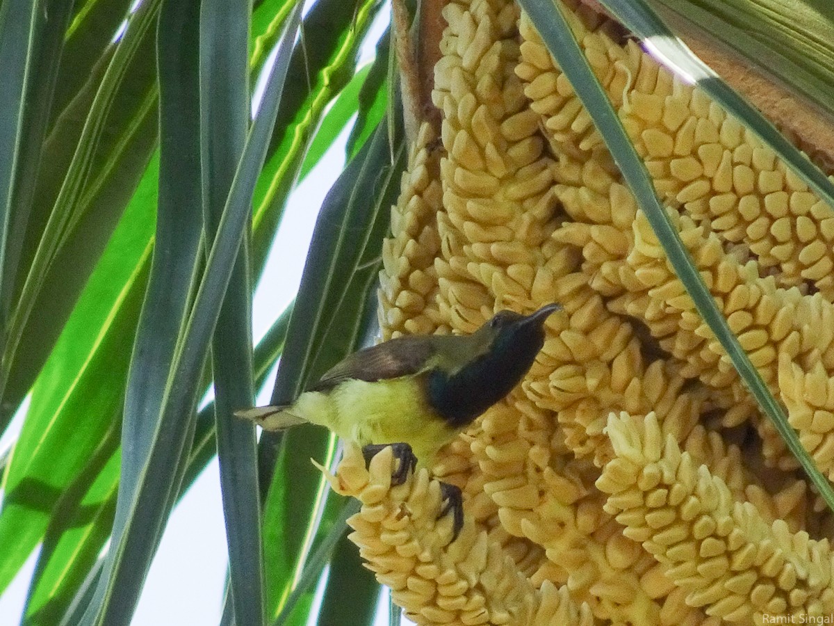 Ornate Sunbird - Ramit Singal