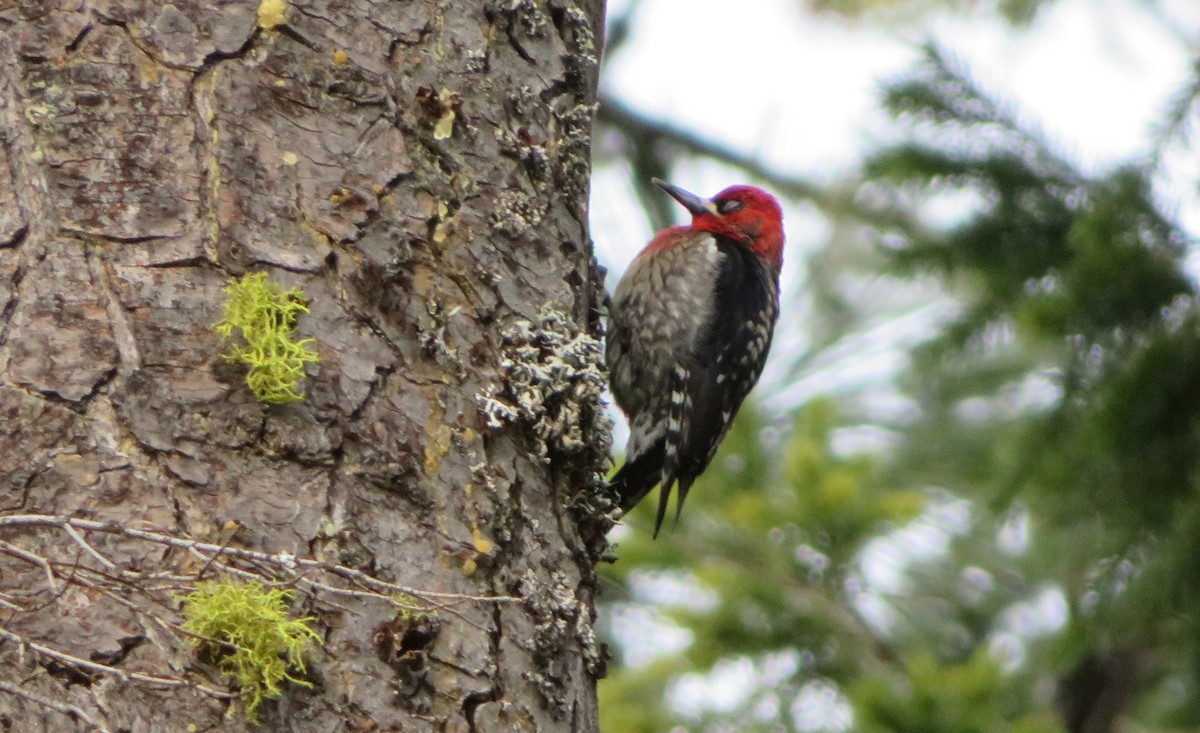 Red-breasted Sapsucker - ML428907851