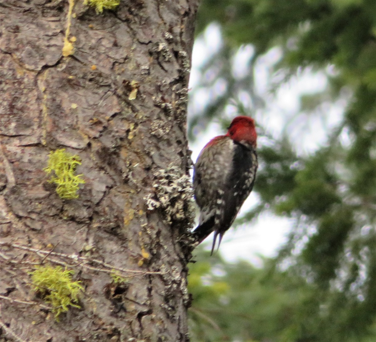 Red-breasted Sapsucker - ML428907861