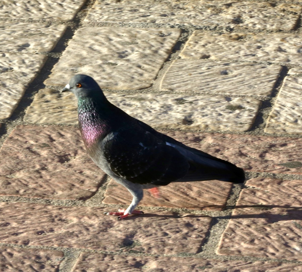 Rock Pigeon (Feral Pigeon) - ML428909891