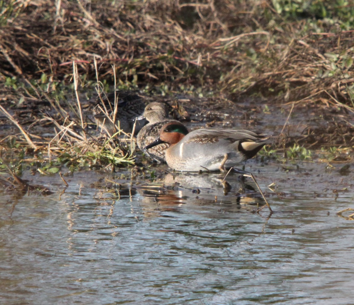 Green-winged Teal - ML42891041