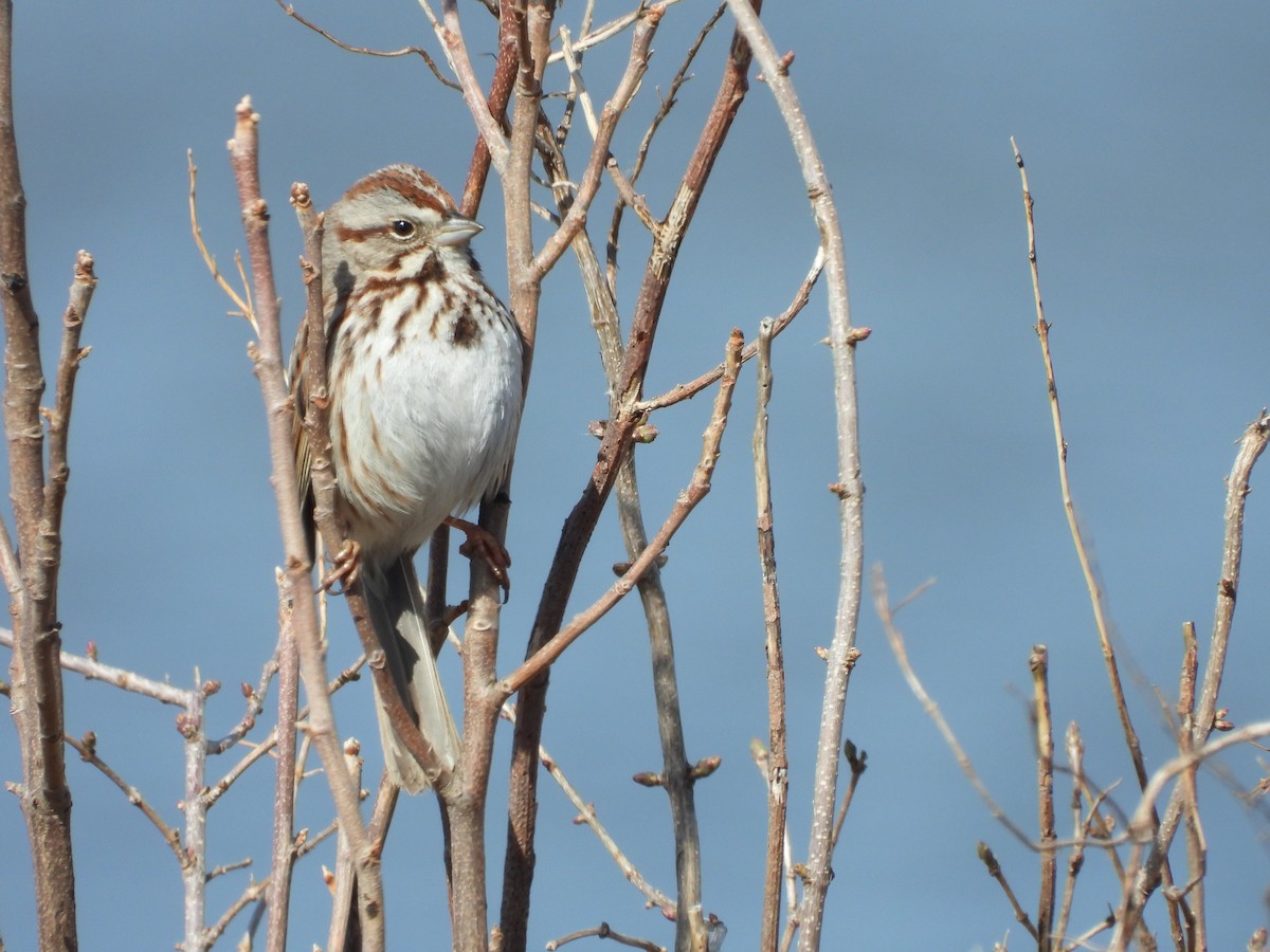 Song Sparrow - Palm Warbler