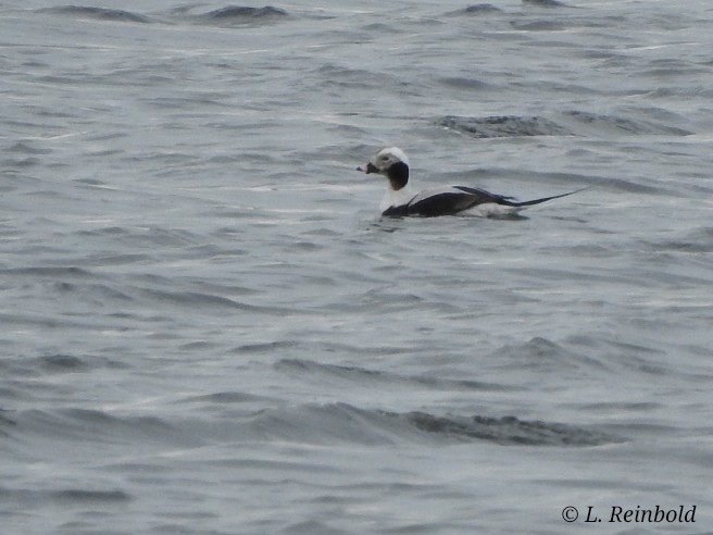 Long-tailed Duck - Lucine Reinbold