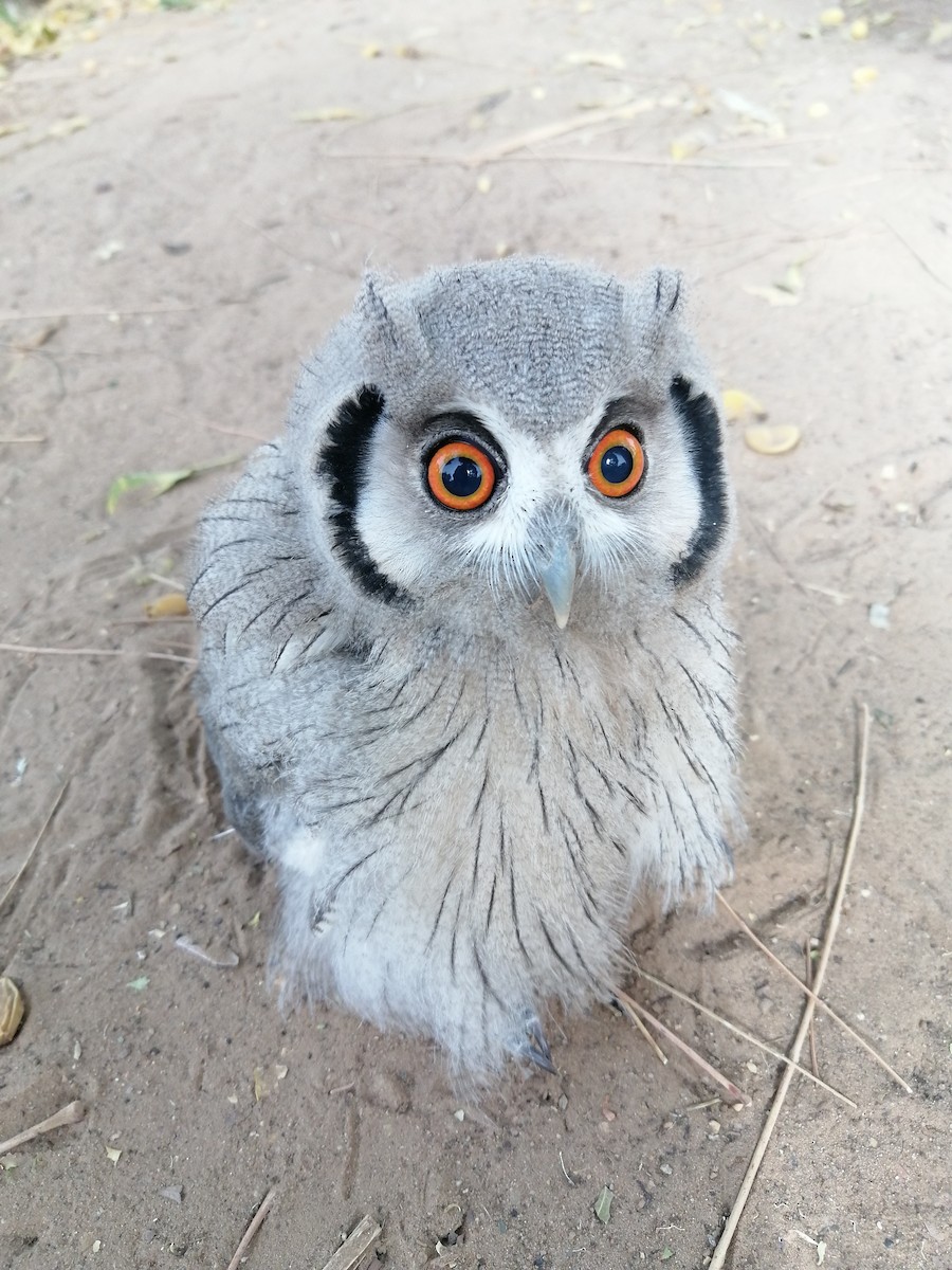 Northern White-faced Owl - ML428926691