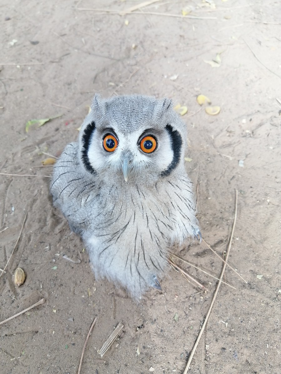 Northern White-faced Owl - ML428927431