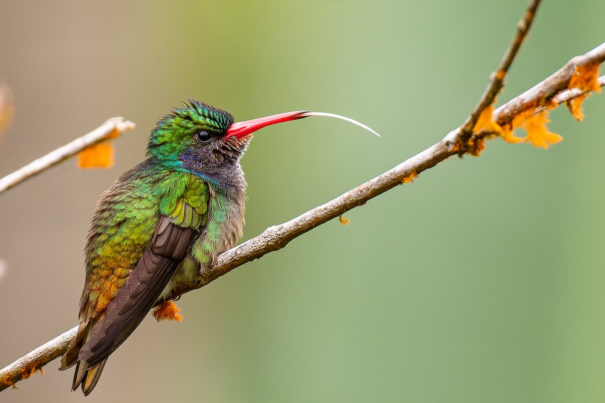 Blue-throated Goldentail - ML428927751