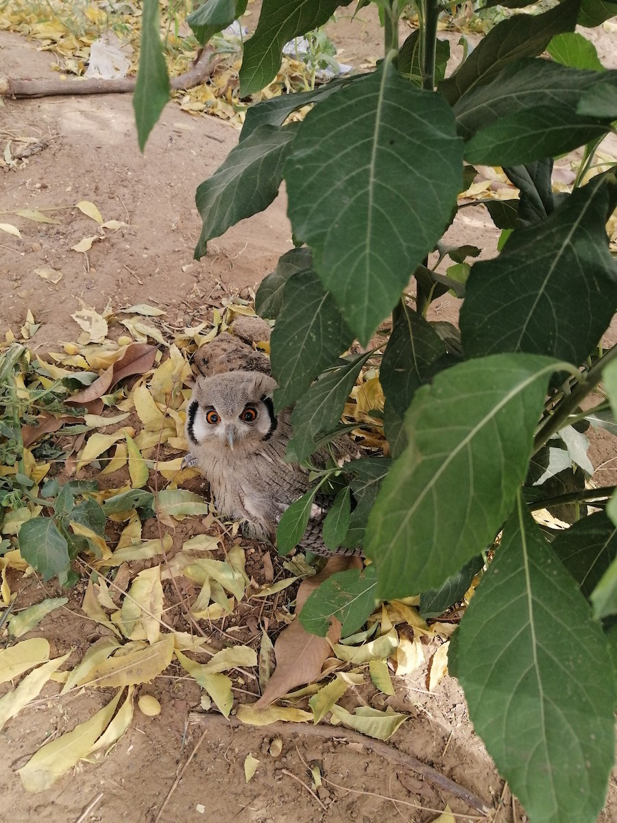Northern White-faced Owl - ML428928541