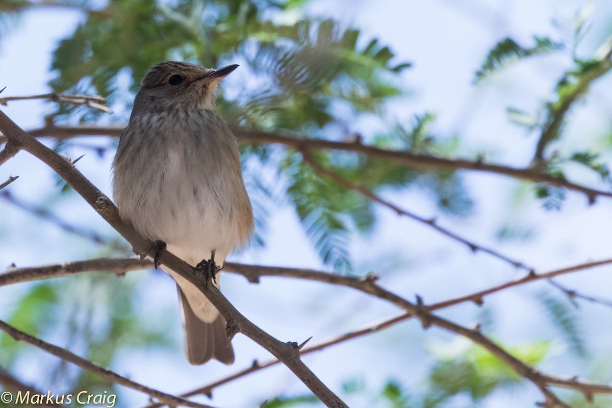 Spotted Flycatcher (Spotted) - ML42892941
