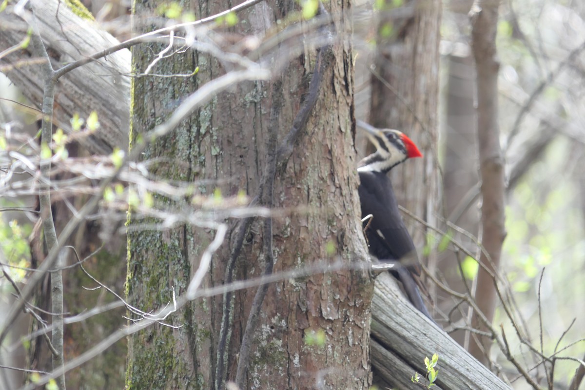 Pileated Woodpecker - ML428930001