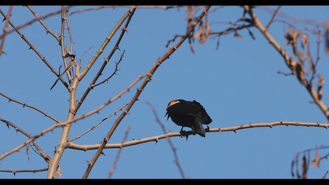 Red-winged Blackbird (Red-winged) - ML428931221