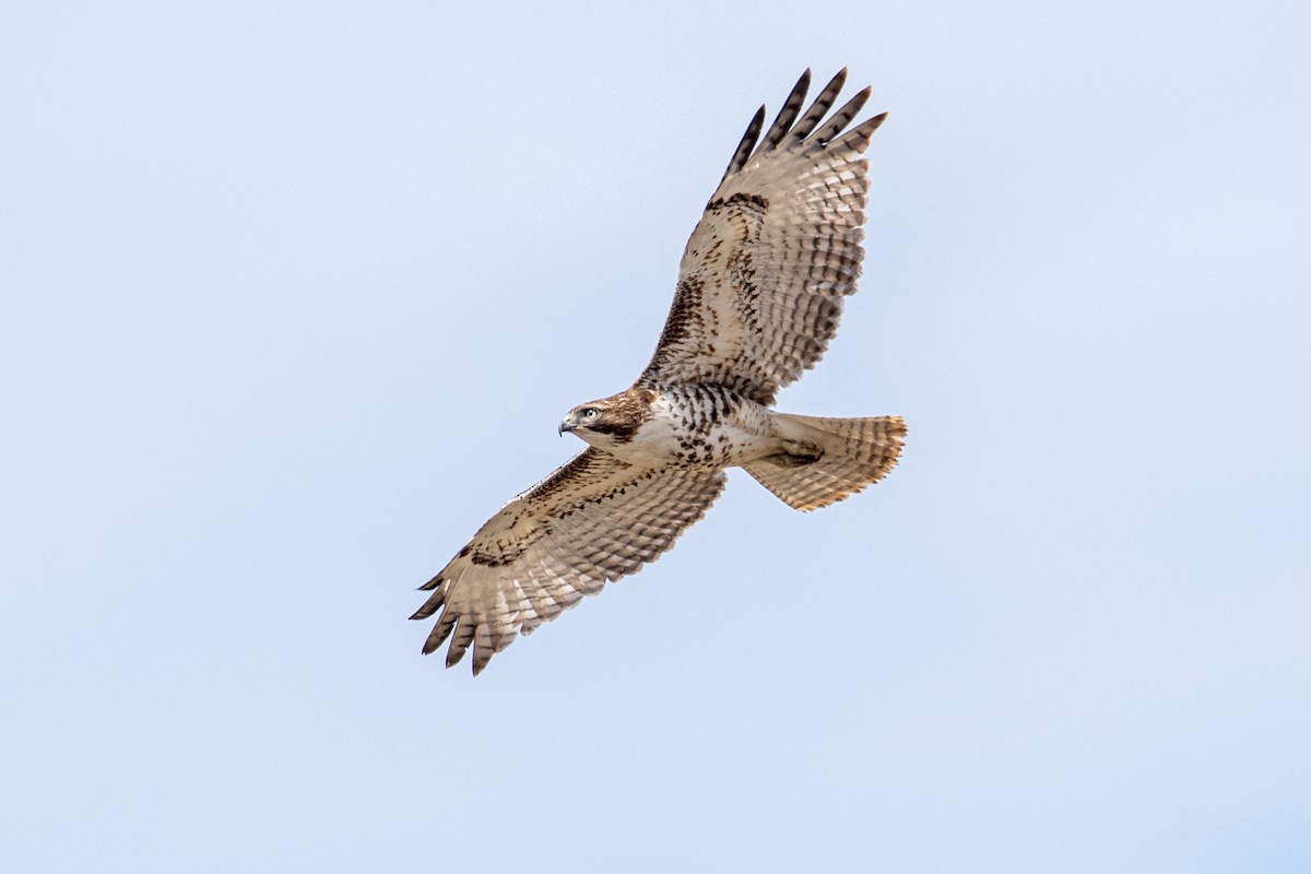 Red-tailed Hawk - ML428931351