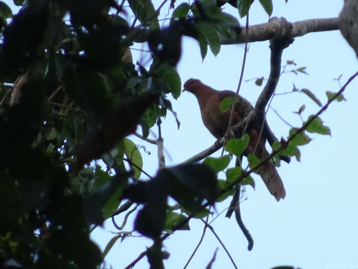 Andaman Cuckoo-Dove - Ramit Singal