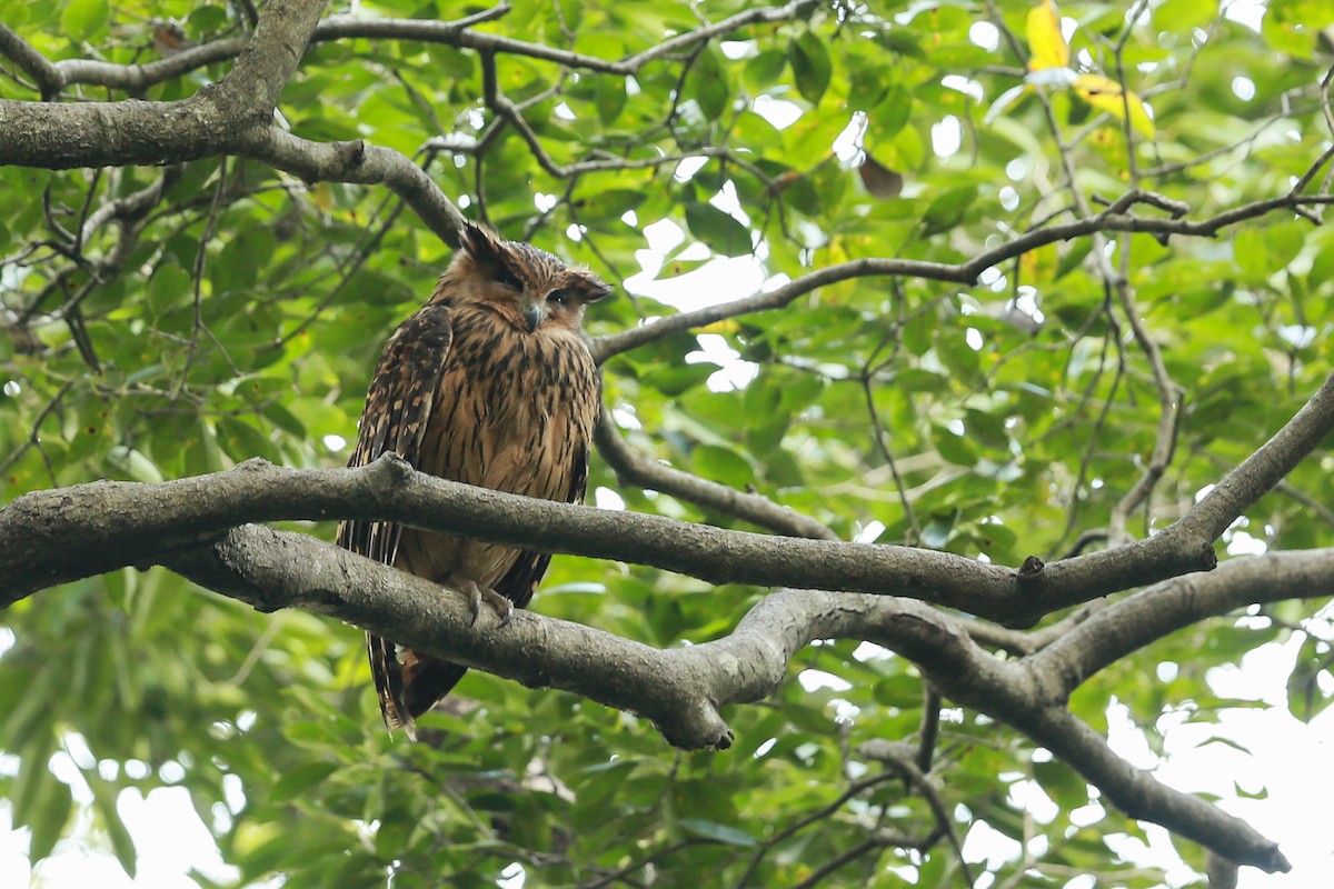 Tawny Fish-Owl - Gaurang Bagda