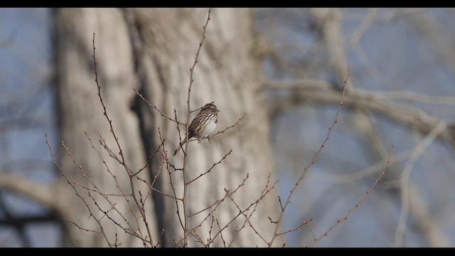 Song Sparrow (melodia/atlantica) - ML428936151