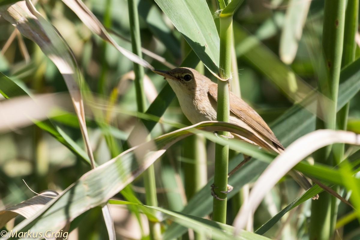 Common Reed Warbler (Caspian) - ML42893681