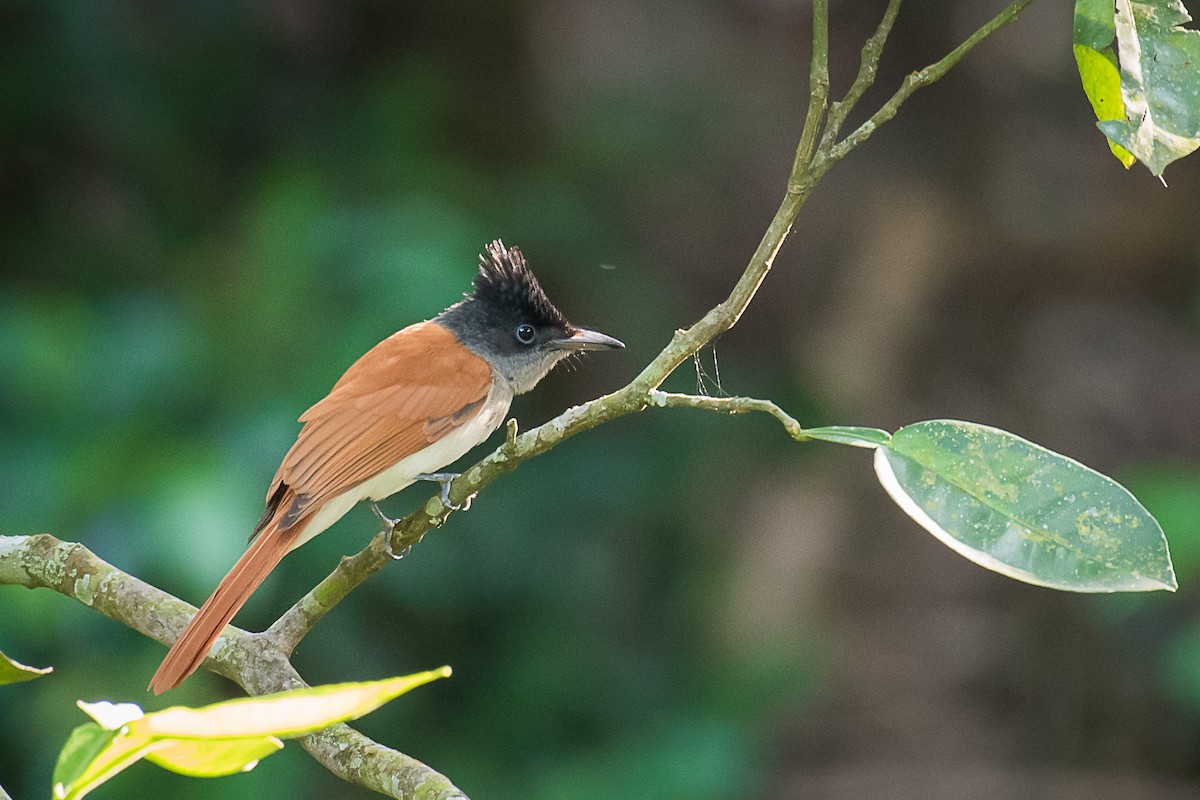 Indian Paradise-Flycatcher - Palani Andavan Balasubramanian