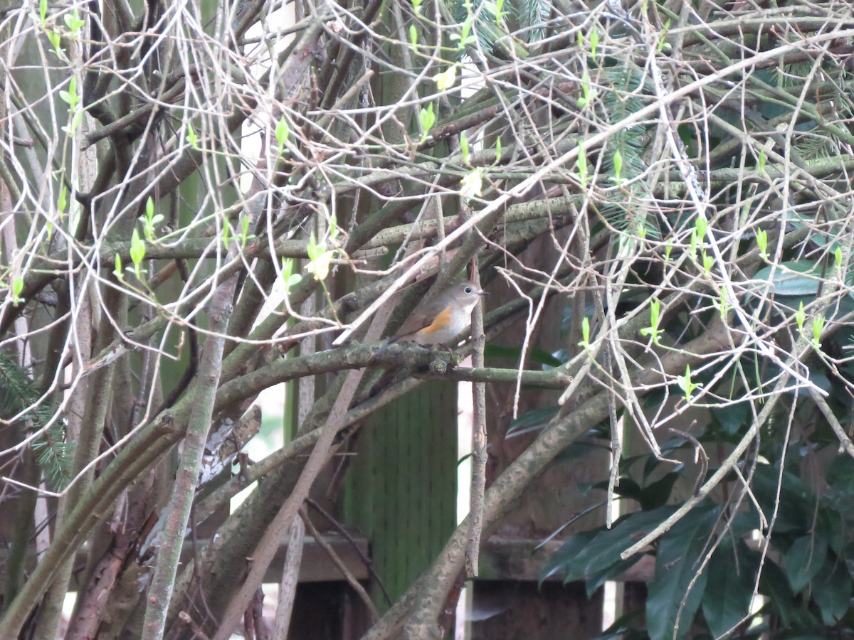 Red-flanked Bluetail - ML428942651