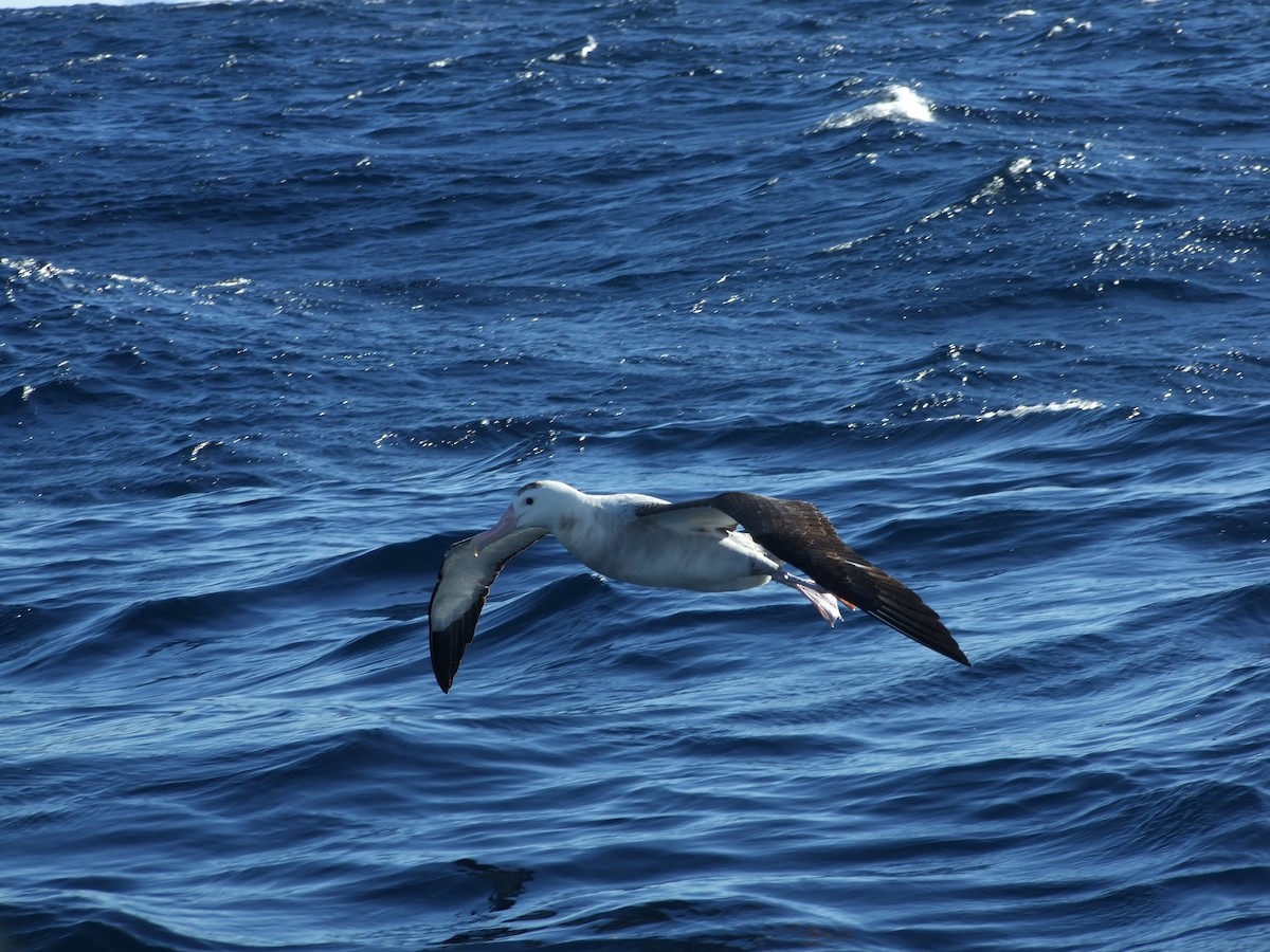 Antipodean Albatross - Matt Hinze
