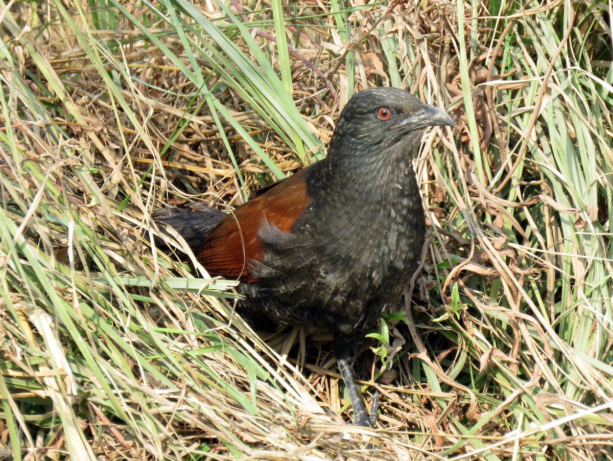 Greater Coucal - ML42895361