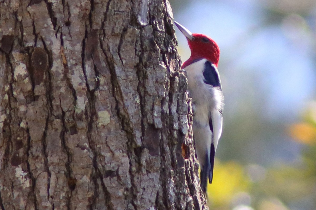 Red-headed Woodpecker - ML428955241