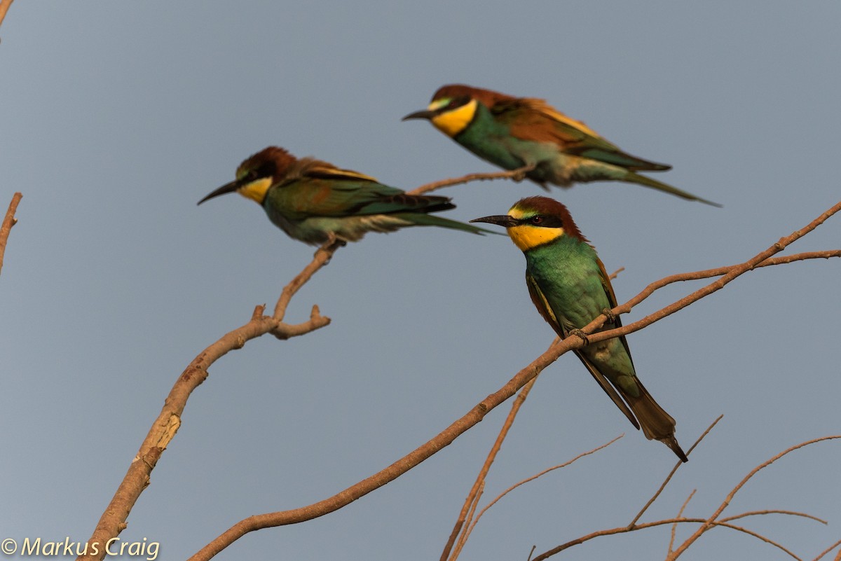 European Bee-eater - Markus Craig