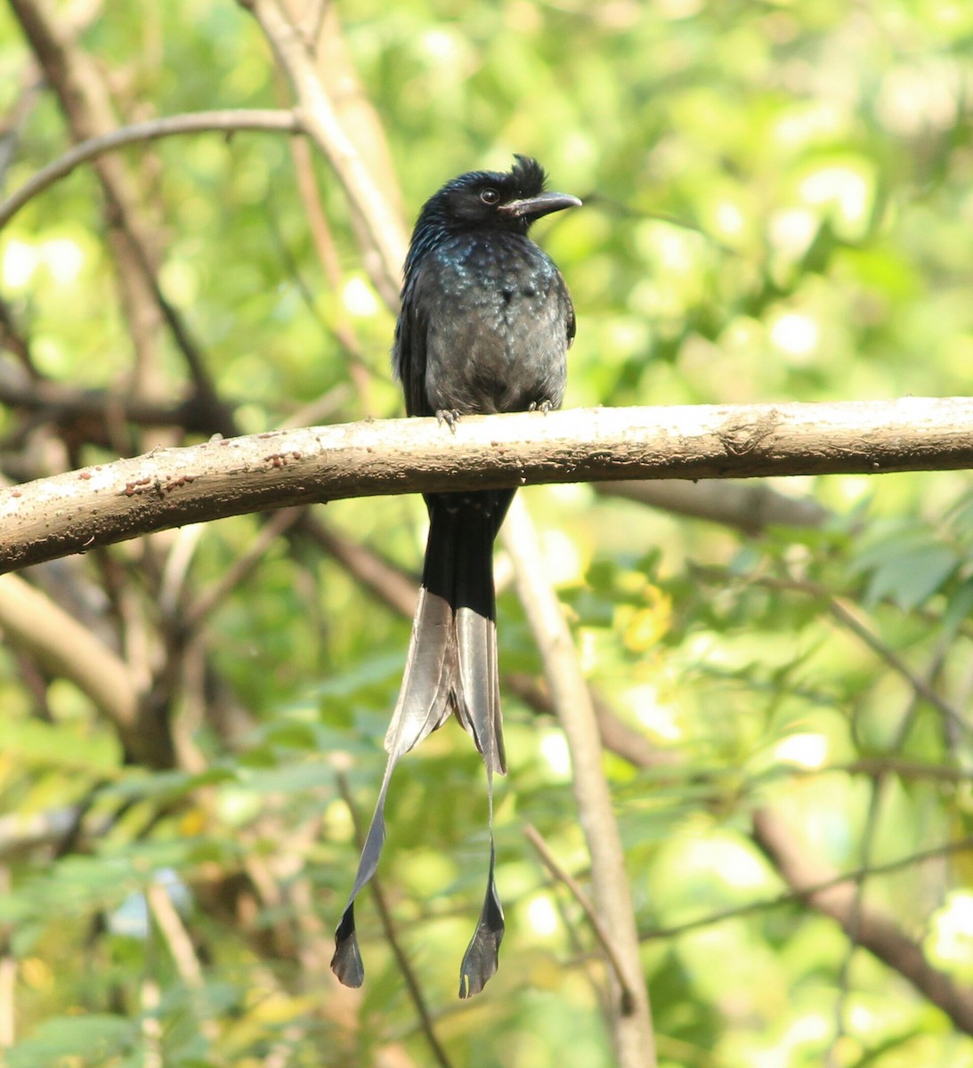 Greater Racket-tailed Drongo - ML42896061