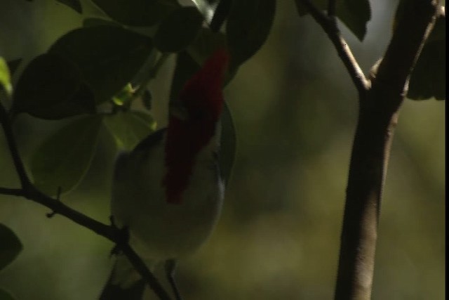 Red-crested Cardinal - ML428963