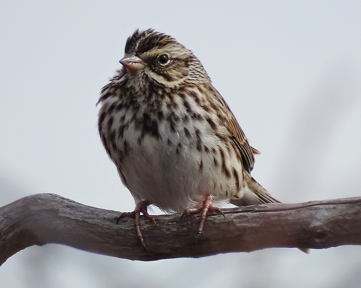 Savannah Sparrow - ML428964421