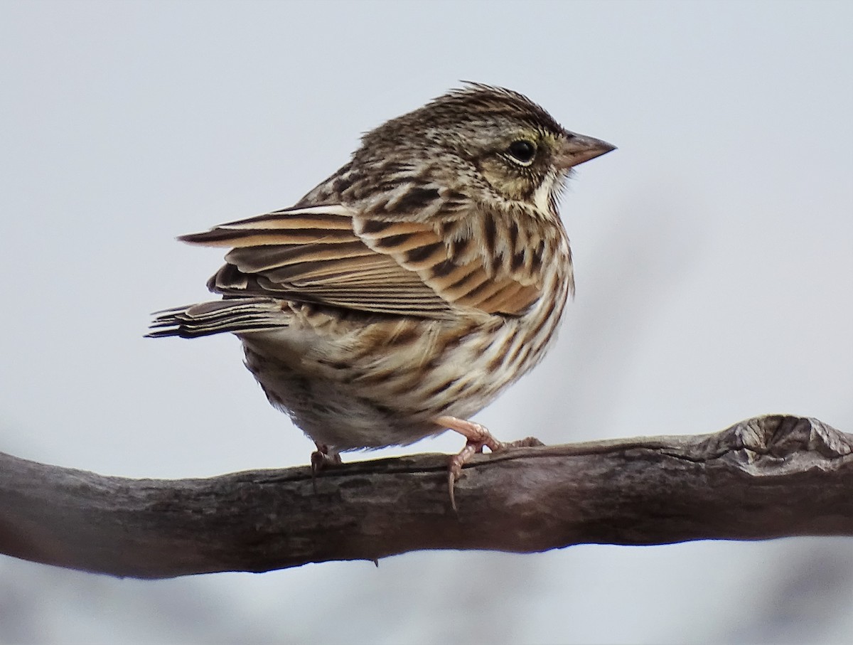 Savannah Sparrow - ML428964471