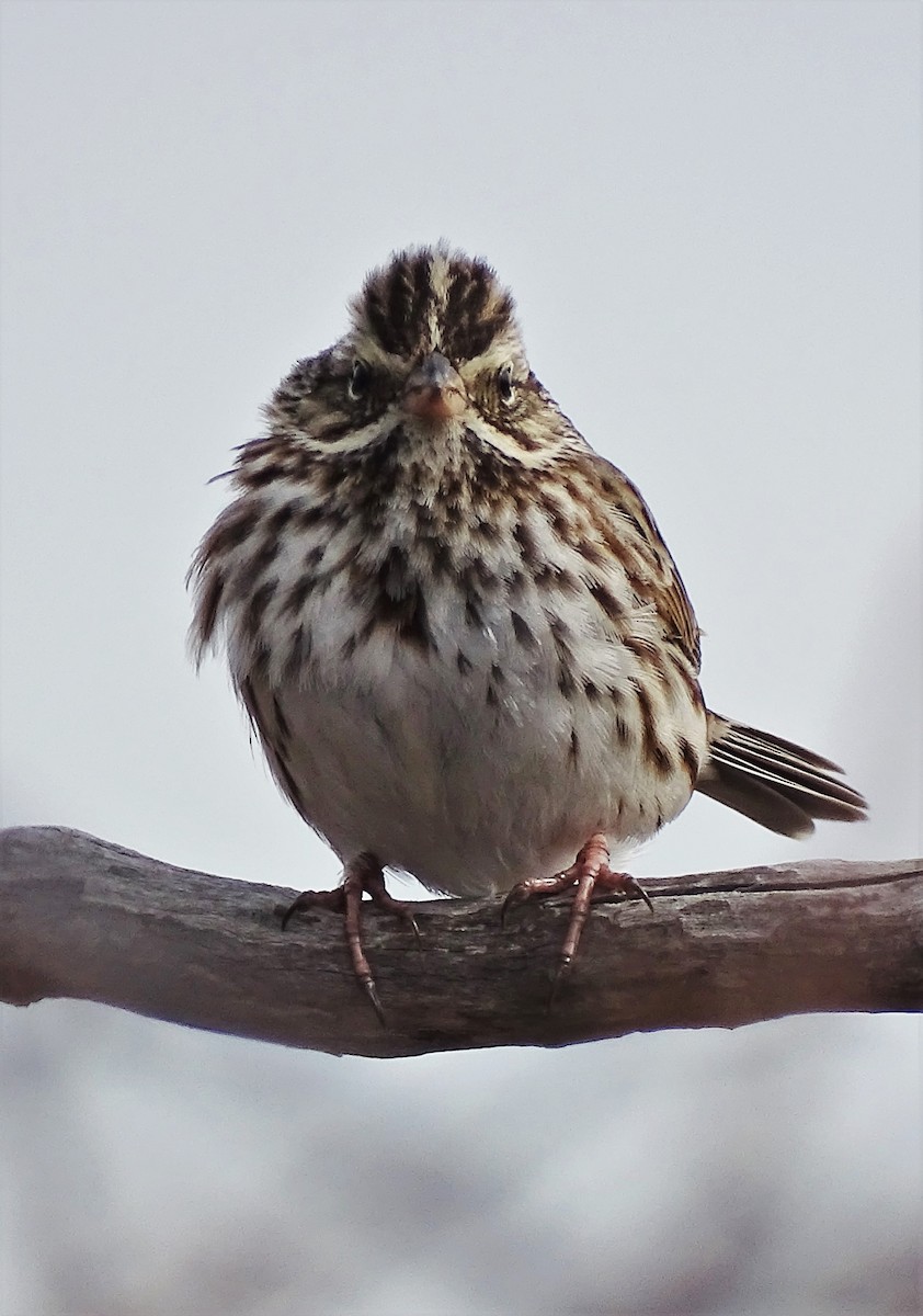 Savannah Sparrow - ML428964561