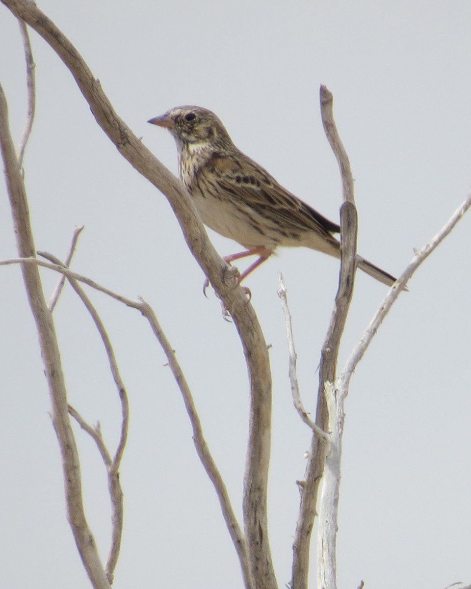 Vesper Sparrow - ML428968321