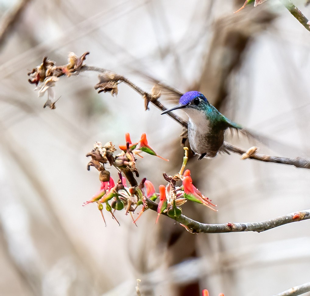 Azure-crowned Hummingbird - Mel Senac