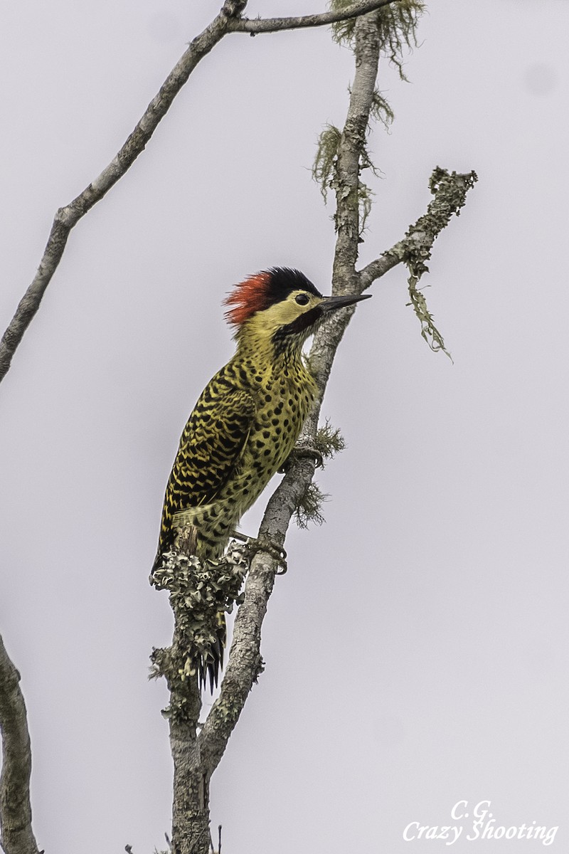 Green-barred Woodpecker - ML428978021