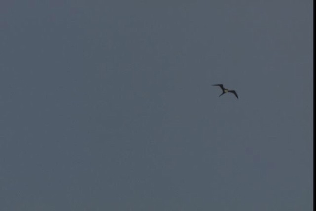 Lesser Frigatebird - ML428979