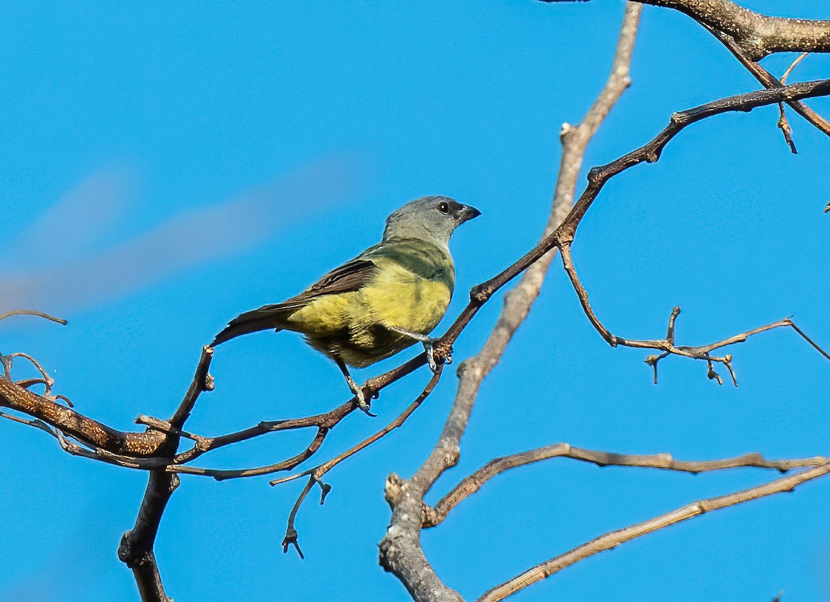Yellow-winged Tanager - ML428979231