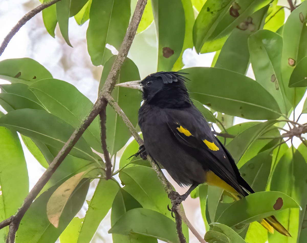 Yellow-winged Cacique - ML428987261