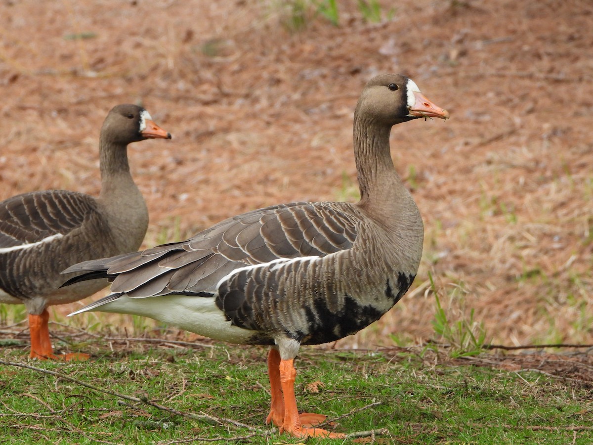 Greater White-fronted Goose - ML428997481