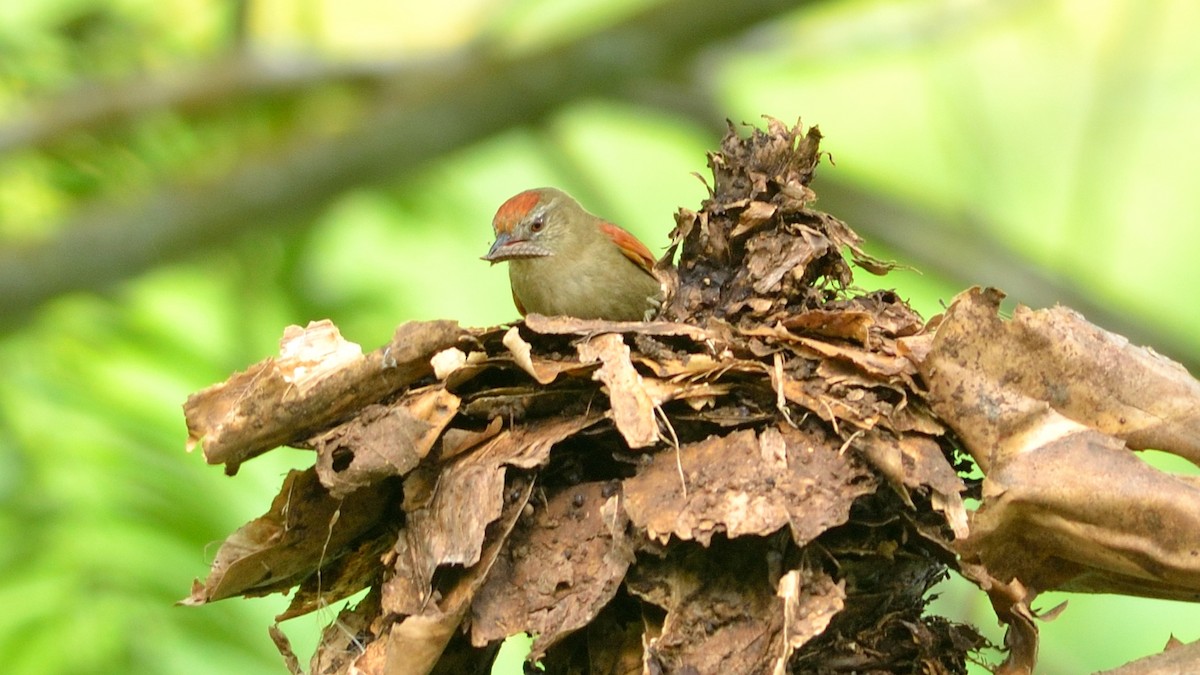 Ash-browed Spinetail - Neil Diaz